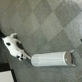 いま 社長が送ってきたぷく動画の画像