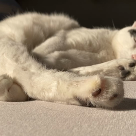 眠いのね　眠いのねの画像
