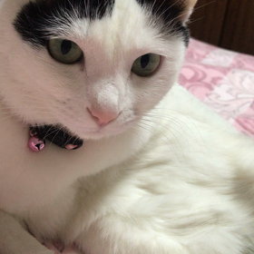 ひざうえぷくの画像