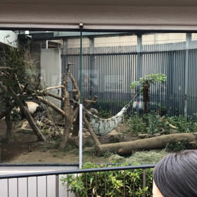日比谷・上野9　パンダ元気いっぱいの画像