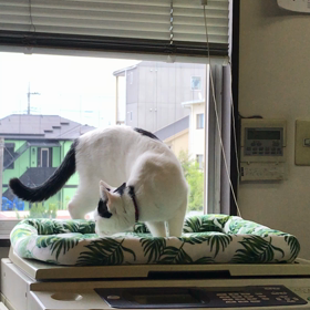 今日から新ベッドの画像