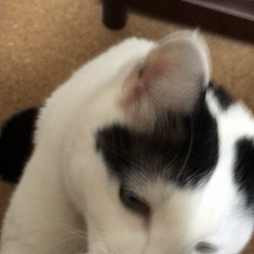 私のiPhoneカバーを外そうとするぷくの画像