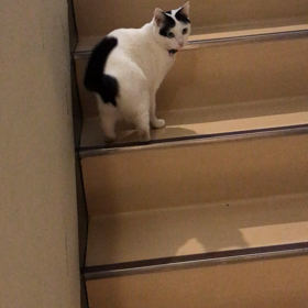 階段をのぼるぷくの画像