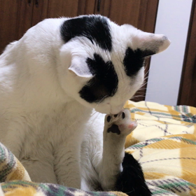 とくに何もおこりませんの画像