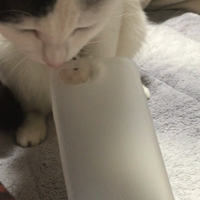 ぷくなうの画像