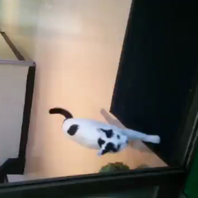 社長かいま動画を送ってきたの画像