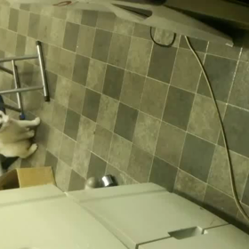 留守番ぷくの画像