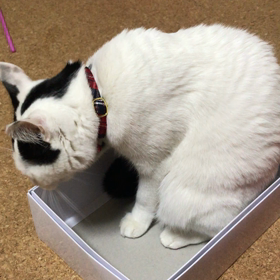 ぷくなうの画像