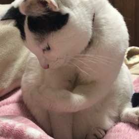 ぷく   なうの画像