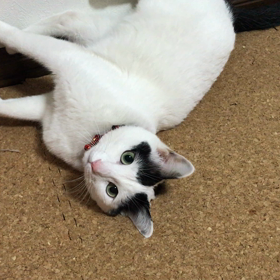 ぷく   なうの画像