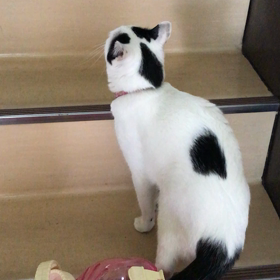 駆け上がるの画像