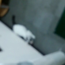 社長撮影の画像