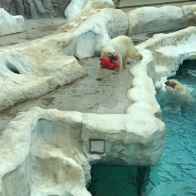 日比谷・上野11　上野動物園　ホッキョクグマの画像