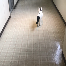 行って戻ってくる　ぷくの画像