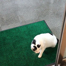 自動ドア再び開くの画像