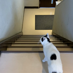 階段降りますの画像