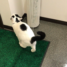 回転せずの画像