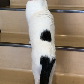 階段をあがるの画像