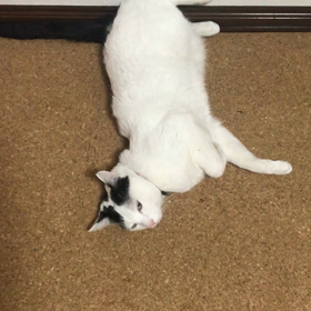 ぷく   なうの画像