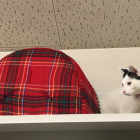 ベットを落とすかと思いきやの画像