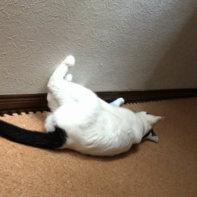 ぷく　うにゃうにゃの画像