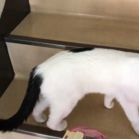 出勤ぷくの画像