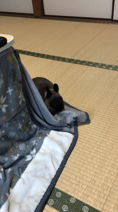 アイドル君今日も元気にご出勤❤️の記事動画