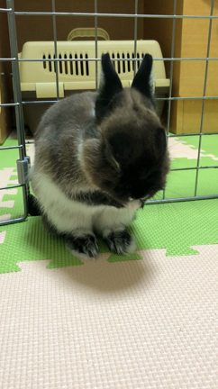 熟成ヘナ♡を作ってお待ちしていまーす*\(^o^)/*の記事動画