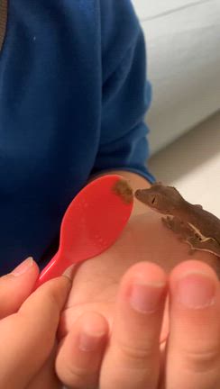 うー〜ーバァバは食卓に置いたら無理の記事動画