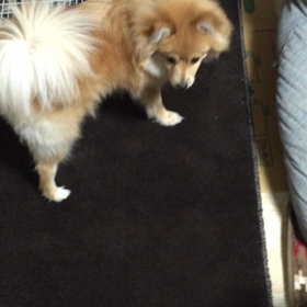愛犬ココアの画像