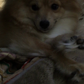 愛犬ココアの画像