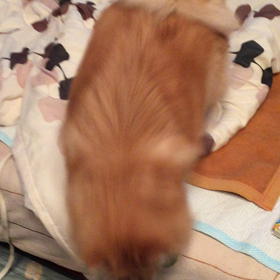 愛犬の画像