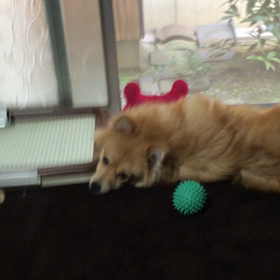 愛犬ココア(^^)の画像