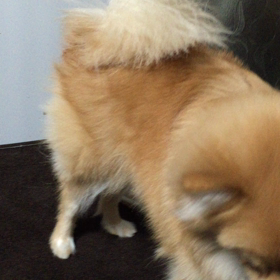 愛犬ココアの画像