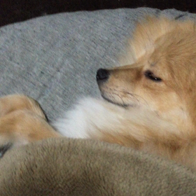 愛犬ココアの画像