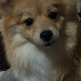 愛犬(^^)の画像