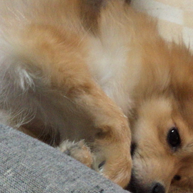 愛犬ココアの画像