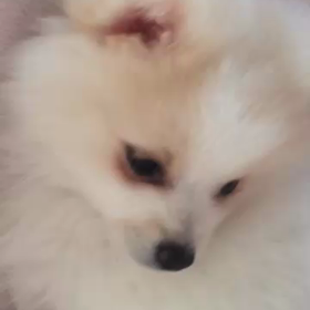 おネムかな(^^)の画像
