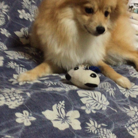 愛犬ココアの画像