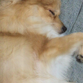 愛犬ココアの画像