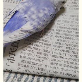 週刊✳はな vol.396の画像