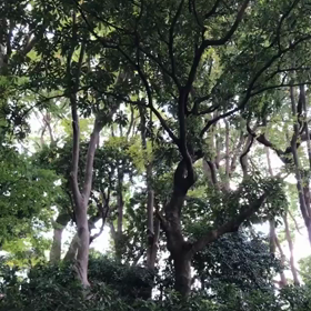 東京なうの画像