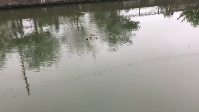 カルガモ親子の動画撮れましたの記事動画