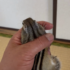 十二畳の漢と照れ屋さんの画像