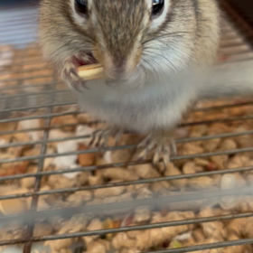 実験映像の画像