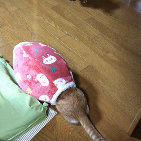 へんなのがいる Part2の画像