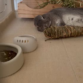ウサギさんの歯の検診の画像