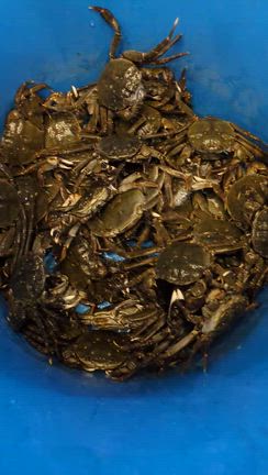 【路麺の日】稲荷町 小粋そばの記事動画
