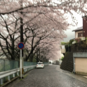 西山台 桜並木 2017/4/8の画像