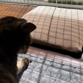 自給自足の遊びの画像